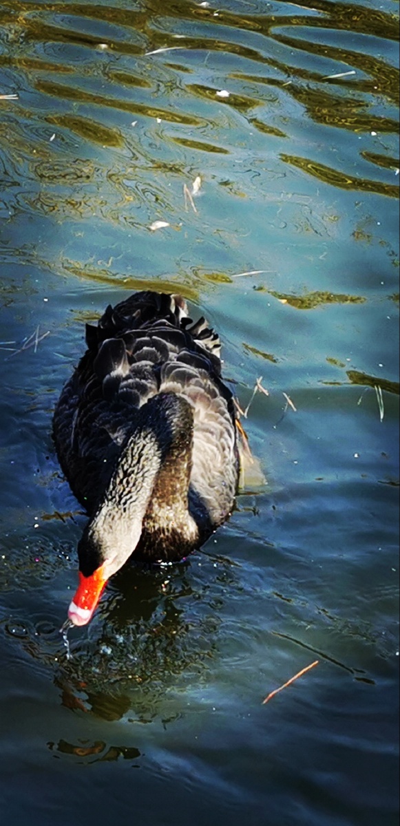 拍大鹅 - 玩儿318 - 图虫