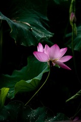 776F1305-8809-4CF6-AB1C-61FD7B3060E2/L0/001