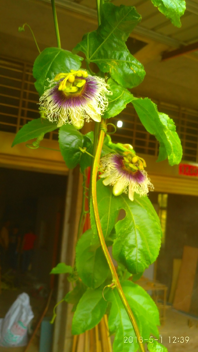 神奇的百香果藤