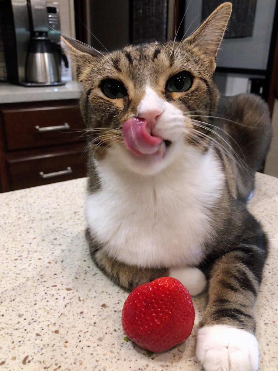 馋嘴的主子喜欢吃草莓 - 安妮胡英 - 图虫