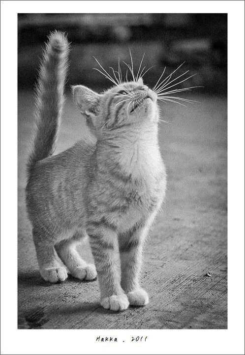 小萌猫<br />

