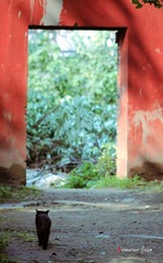 猫-4237