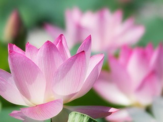 盛夏※满屏花开