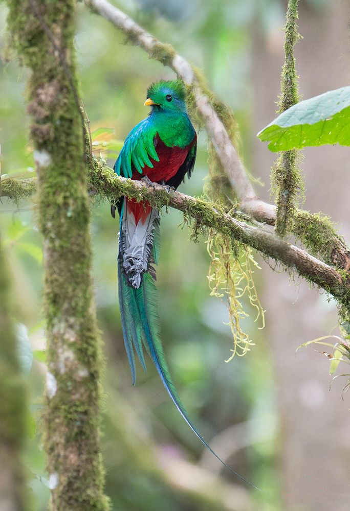 它说危地马拉国鸟凤尾绿咬鹃阿兹特克鸟格查尔鸟鸟叫声大全发现美的
