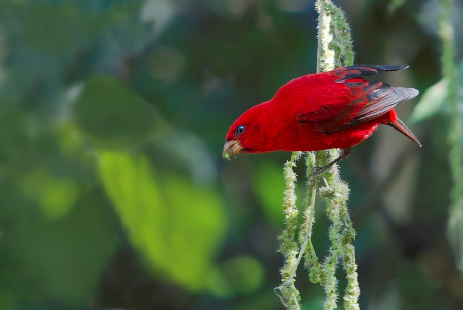 极品红色鸟类之血雀