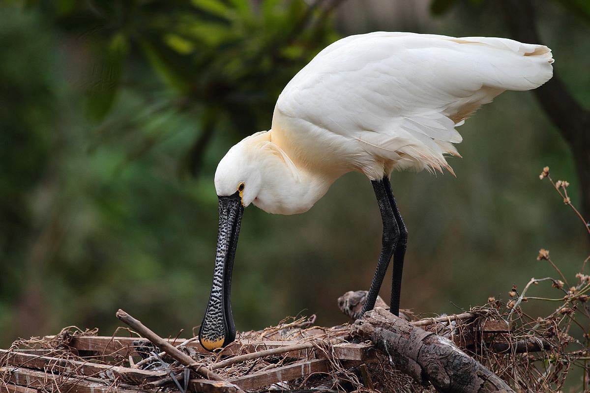 它说荷兰国鸟白琵鹭欧亚琵鹭鸟叫声大全发现美的世界