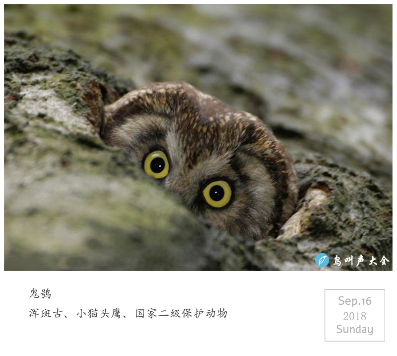 「它说」国家二级保护动物鬼鸮xiāo,浑斑古,小猫头鹰
