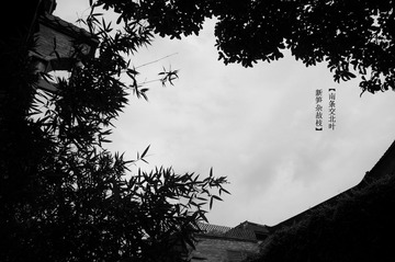 竹子 二.jpg