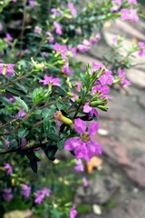 IMG_1312 tiaozheng