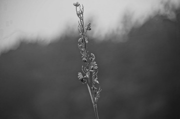 DSC01343.JPG