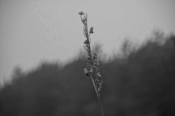 DSC01344.JPG