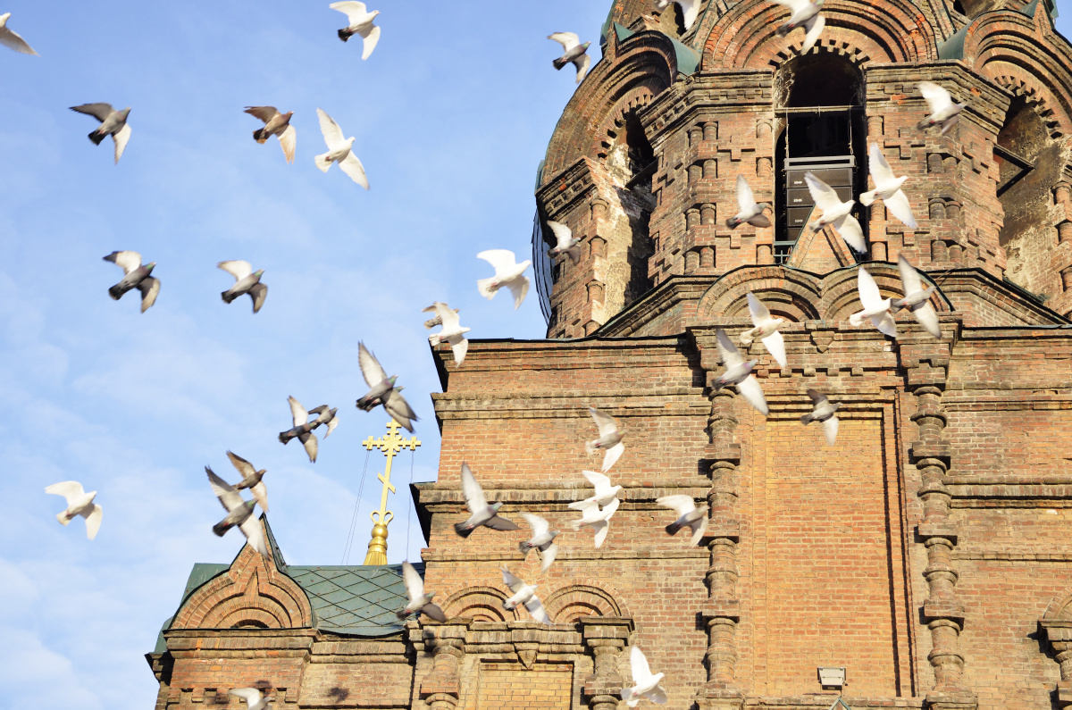 绕着索菲亚大教堂盘旋的鸽子