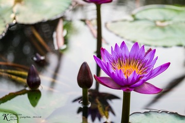 _1050046-1.jpg