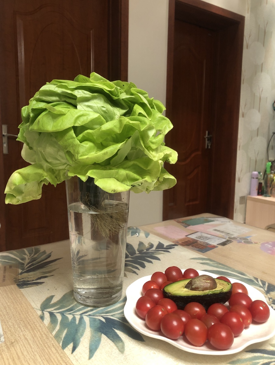 水培奶油生菜