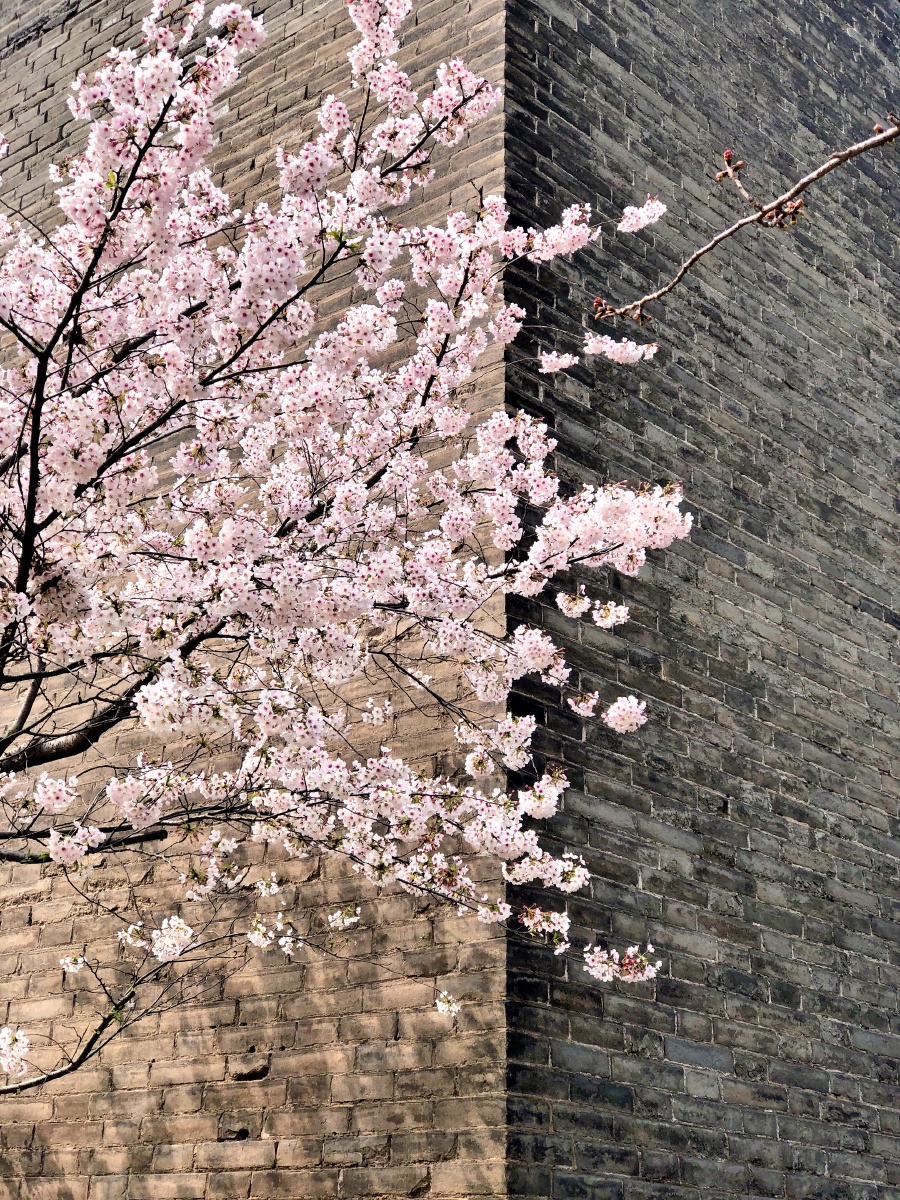 西安明城墙的春天