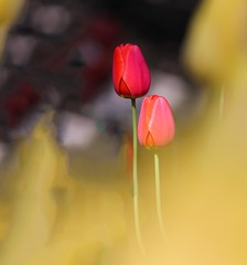 FA312046-08E9-4376-8CEA-450ED253228F