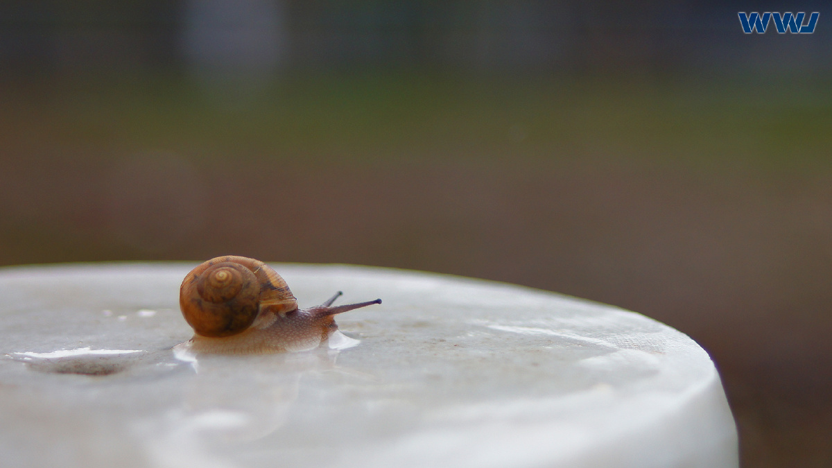 雨中的蜗牛