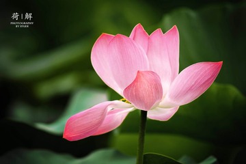 荷01.jpg