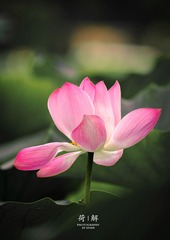 荷03.jpg