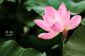 荷05.jpg