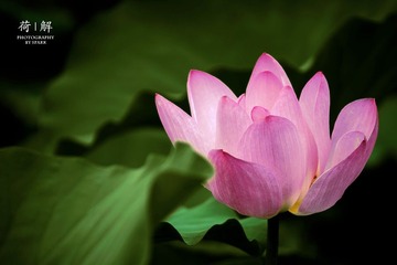 荷02.jpg