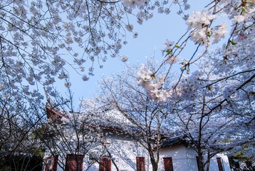 DSC_5209 拷贝