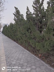 1000015252