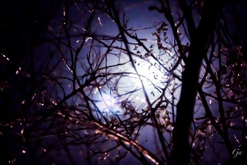 花残月缺夜
