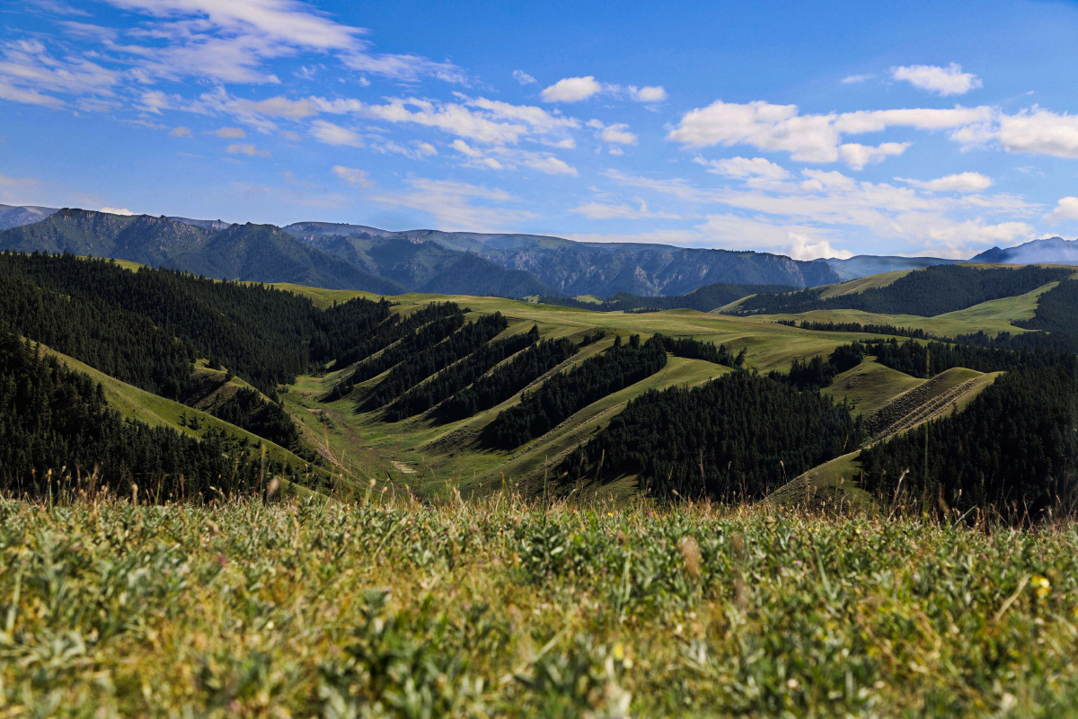 康乐草原九排松