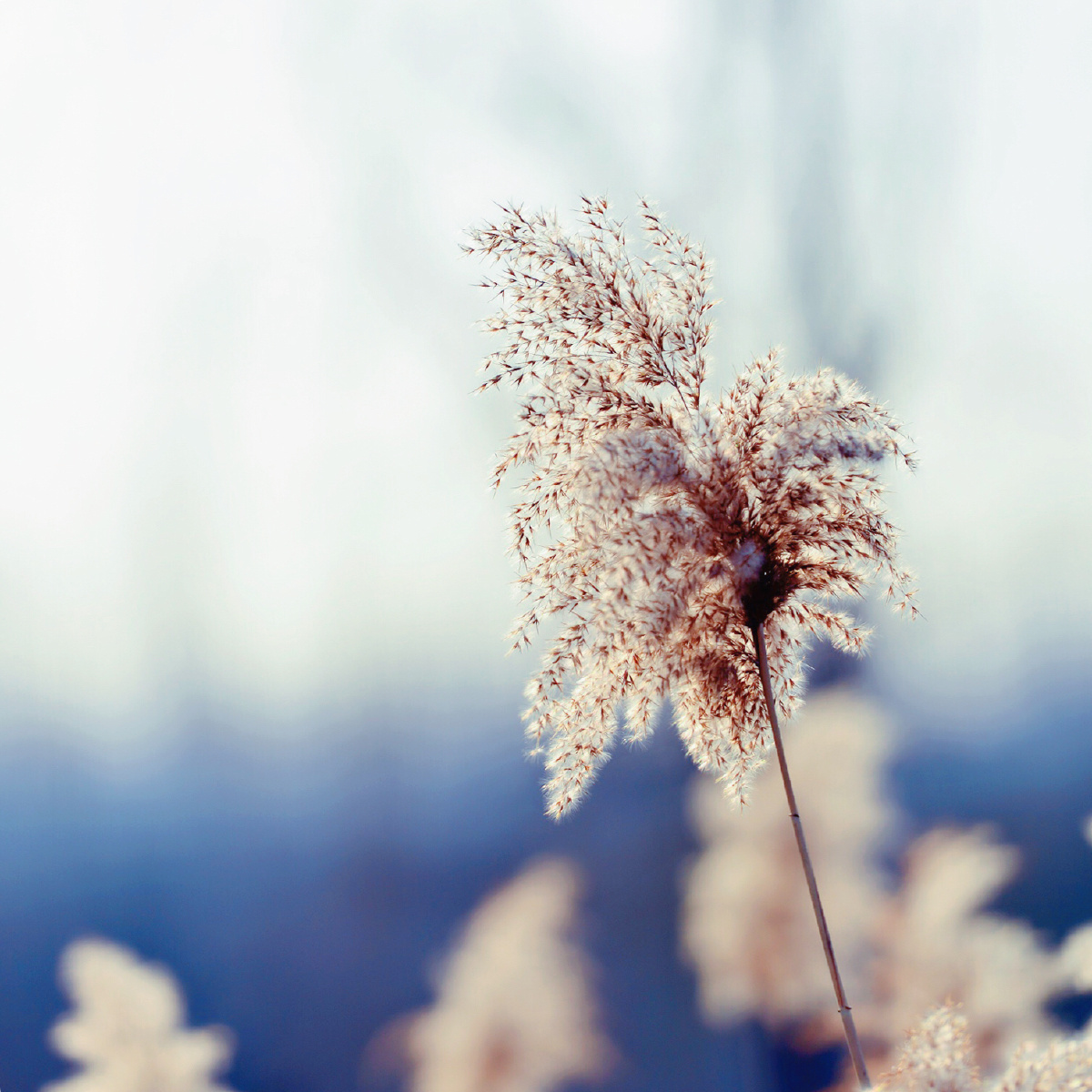 起风- 丶sourire - 图虫网 - 优质摄影师交流社区