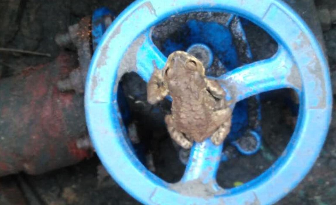 青蛙养殖技术视频,水生青蛙养殖技术:水族箱要盖上盖