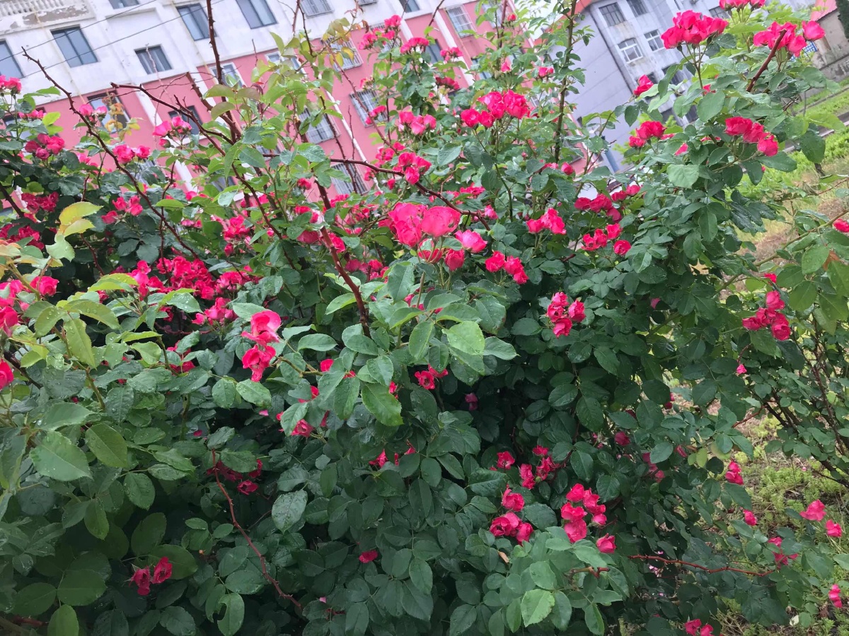 雨中花 - 真实的人 - 图虫