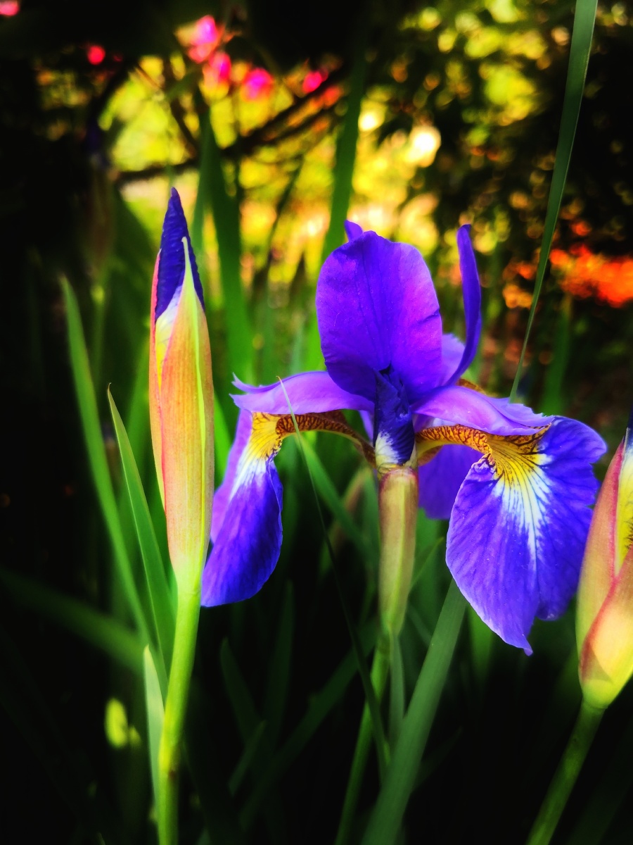 沐浴晨光东方鸢尾溪荪