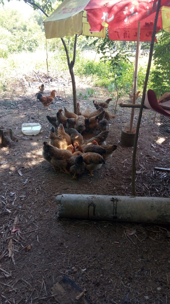 养殖竹林鸡的条件