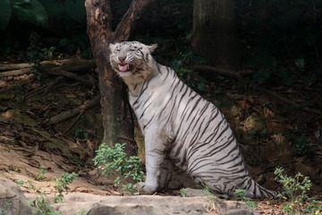 笑面虎