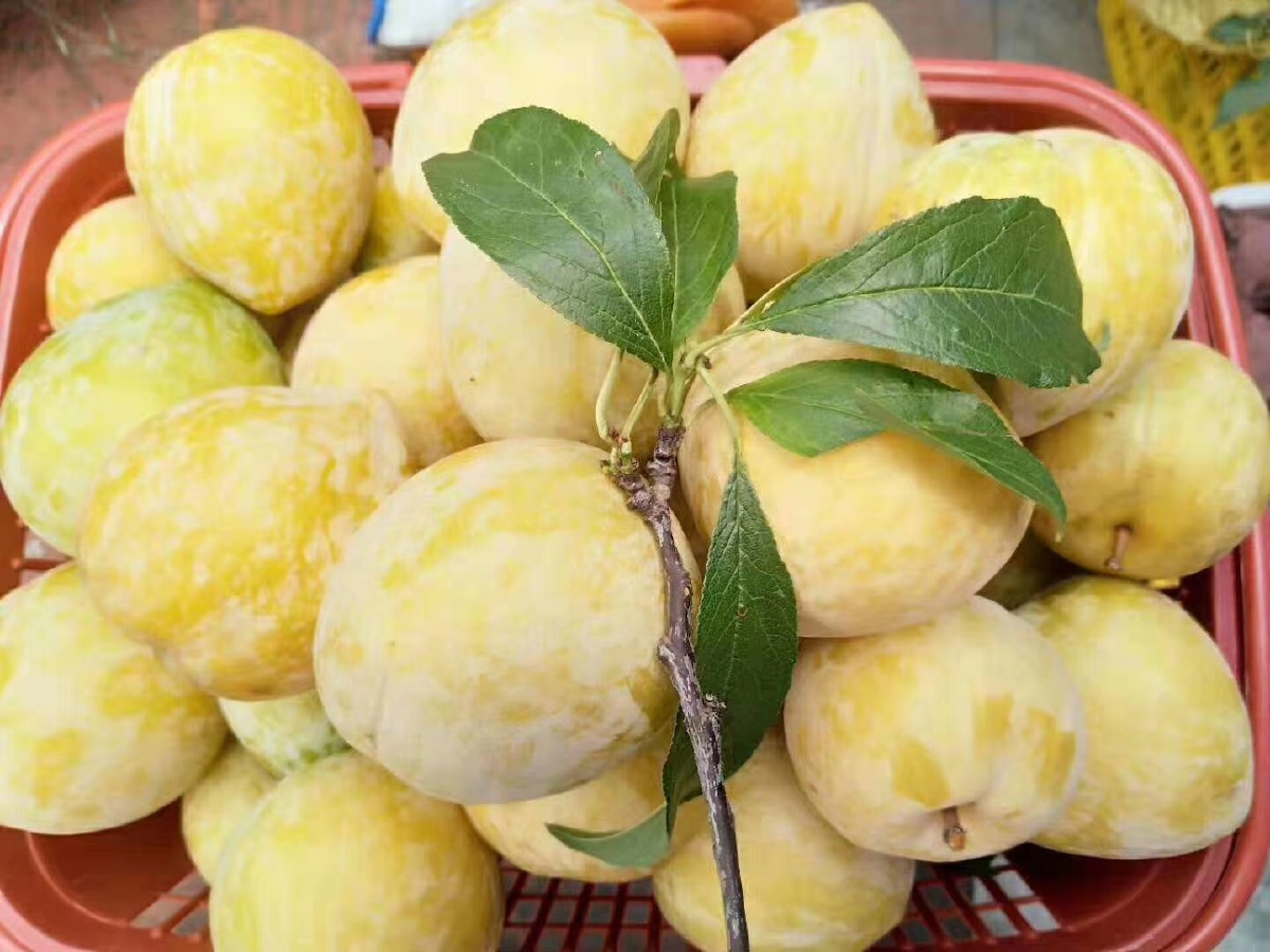 辉哥手机摄影2020年7月23日752关注奈李探店打卡食品