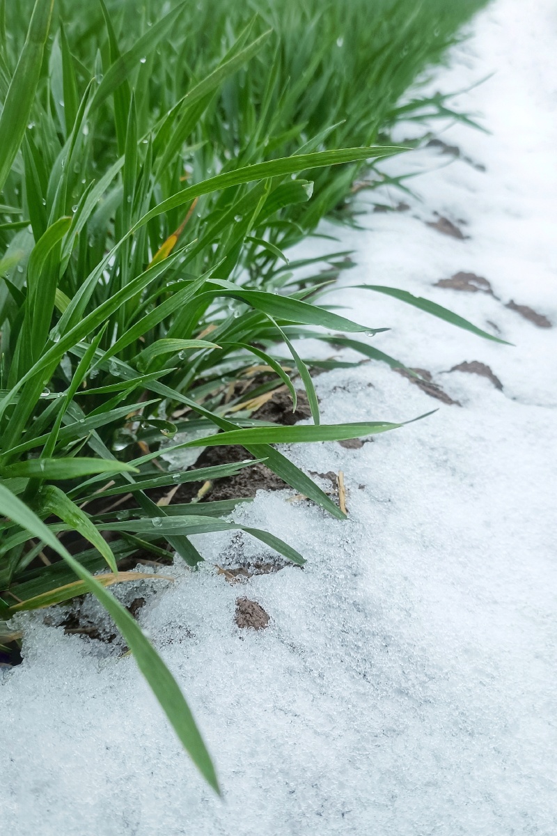 2021第一场雪新年都未有芳华二月初惊见草芽白雪却嫌春色晚故穿庭树作