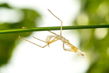 8A