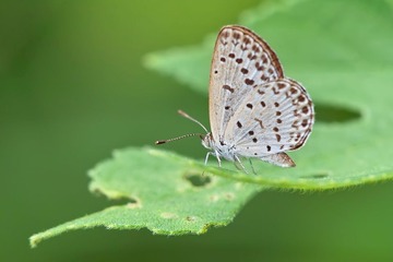6a