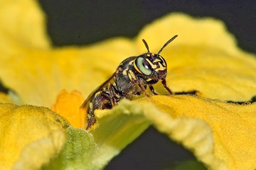 B6A