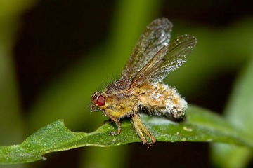 B5