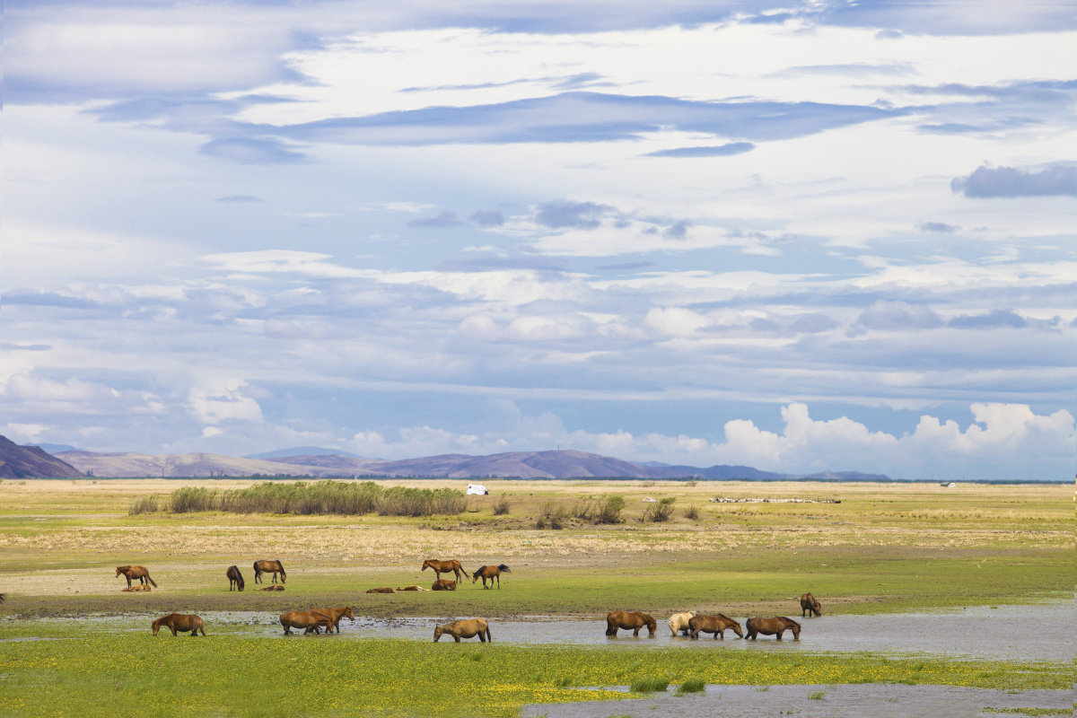 雨后的呼伦贝尔大草原空气清新碧空如洗