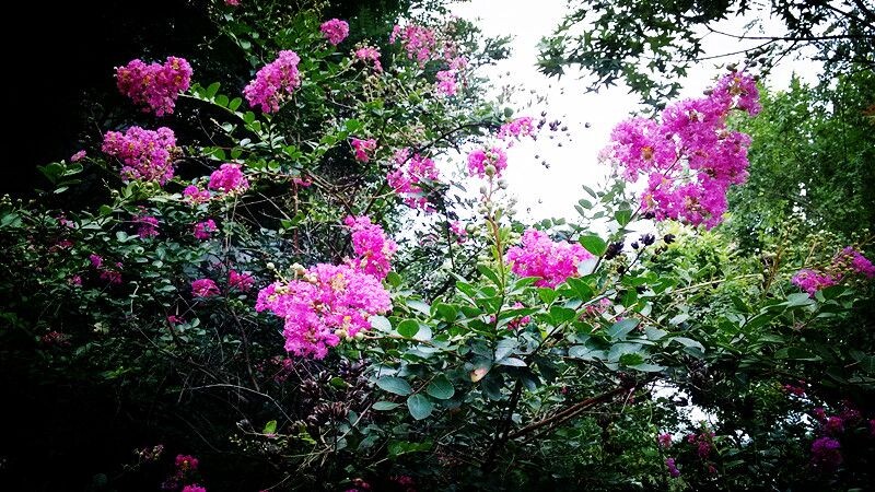 紫色的盛夏： 明丽碧天霞，  丰茸紫绶花。