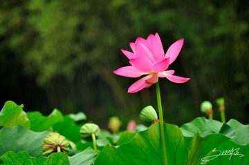 DSC_0627 拷贝.jpg