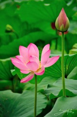 DSC_0634 拷贝.jpg