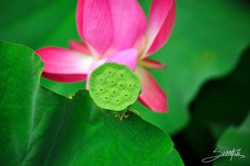 DSC_0723 拷贝.jpg