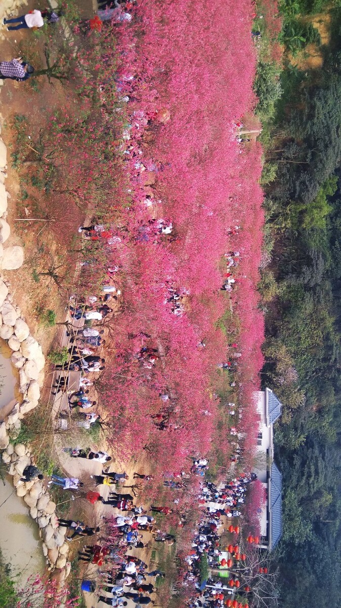 国内樱花哪里好看