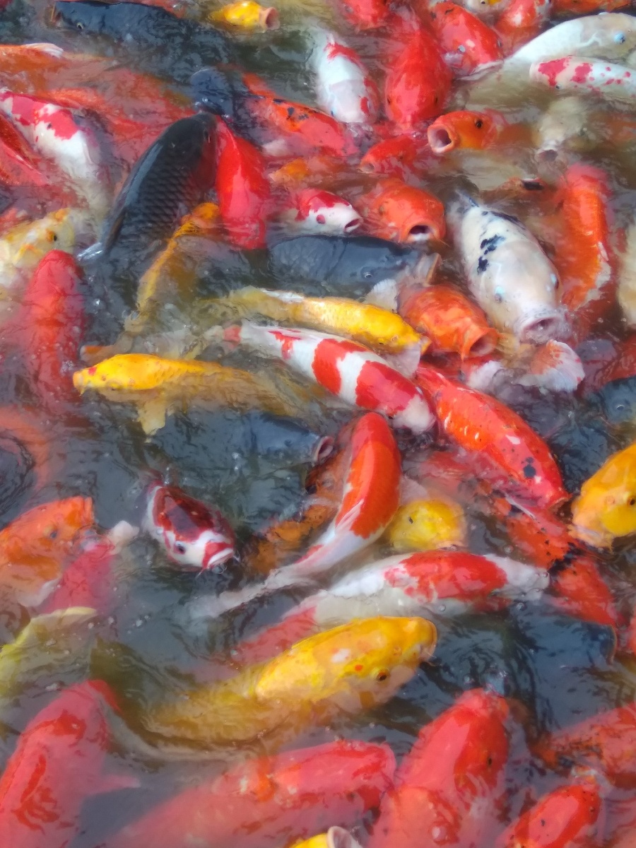 锦鲤- 野马分鬃兆丰年 - 图虫