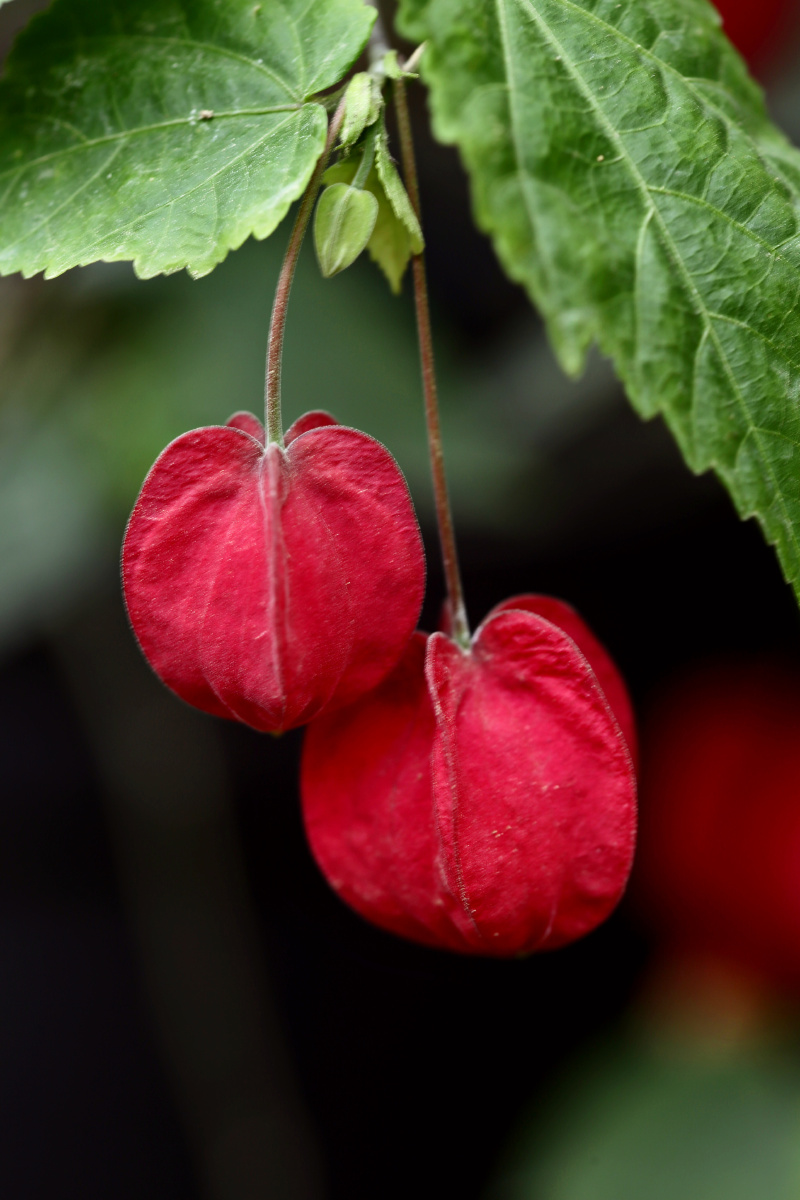 红萼茼麻 - 简约x - 图虫