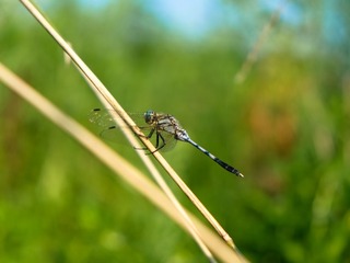 DSCF2047.jpg